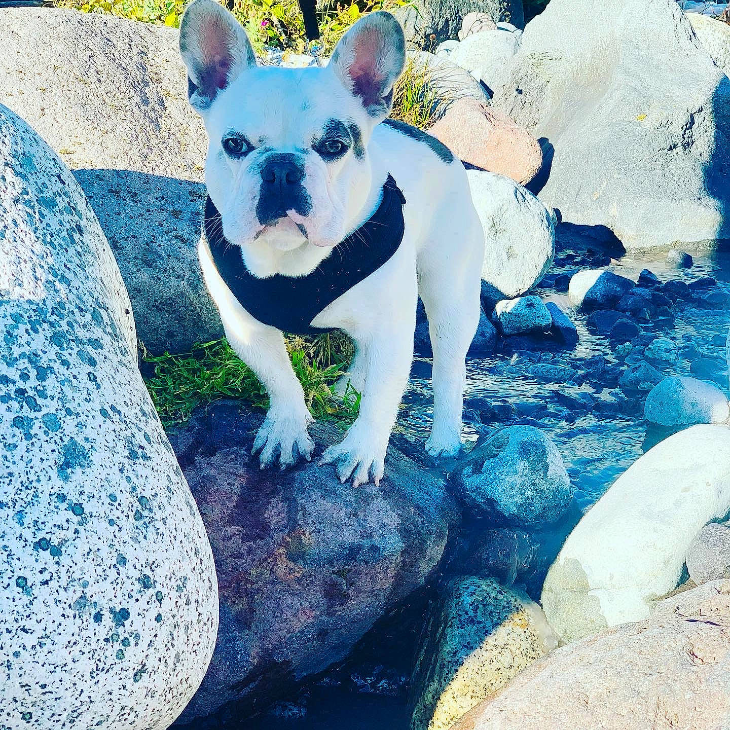 Watson is registered to the contest to win money with this photo: art, azure, blue, canidae, carnivore, companion_dog, dog, dog_breed, electric_blue, fawn, felidae, grass, happy, plant, rock, sporting_group, tail, terrestrial_animal, toy_dog, whiskers