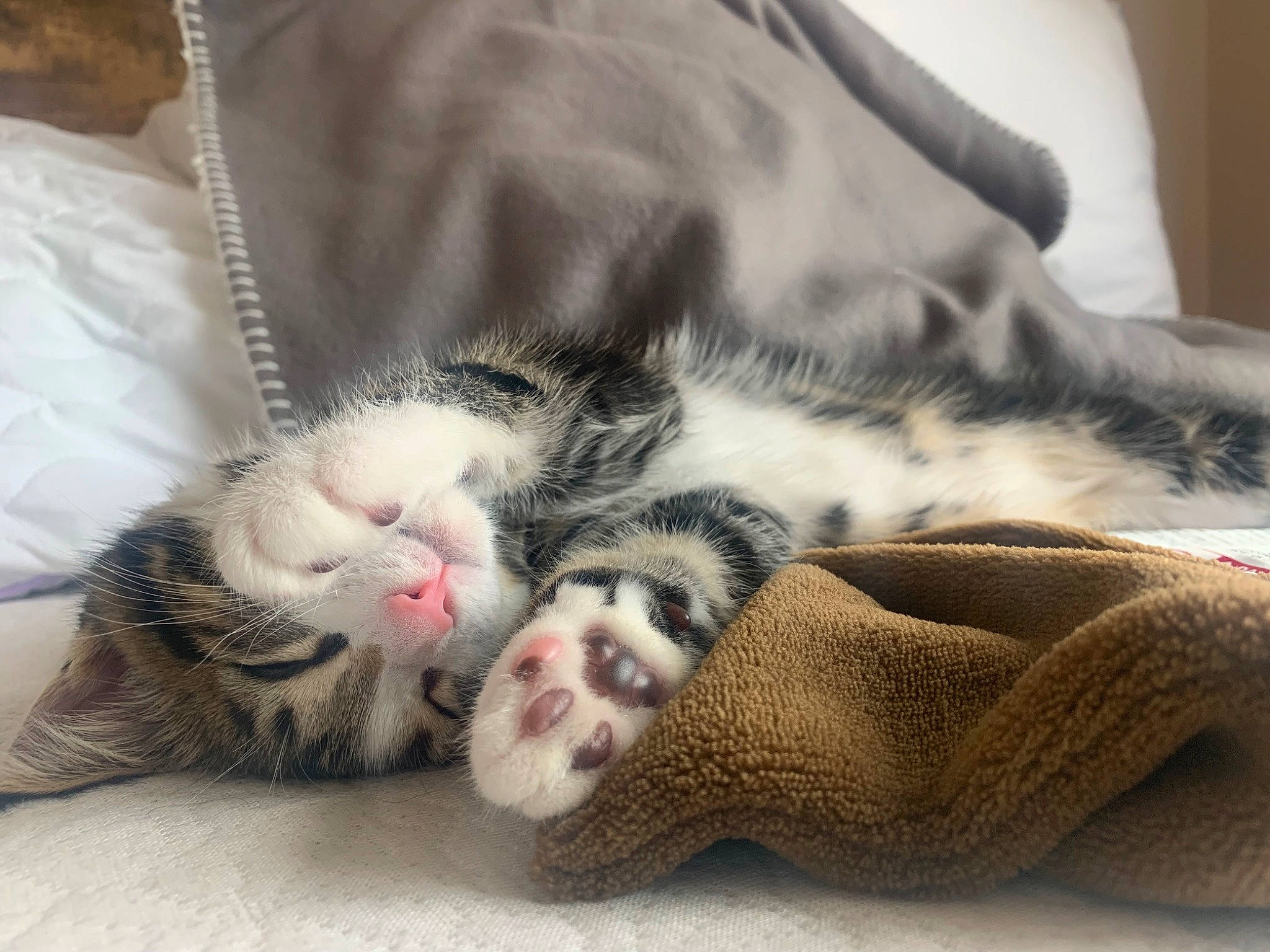 Jethro is registered to the contest to win money with this photo: carnivore, cat, claw, cloud, comfort, domestic_short_haired_cat, felidae, fur, grey, linens, nap, paw, sleep, small_to_medium_sized_cats, snout, tail, terrestrial_animal, whiskers