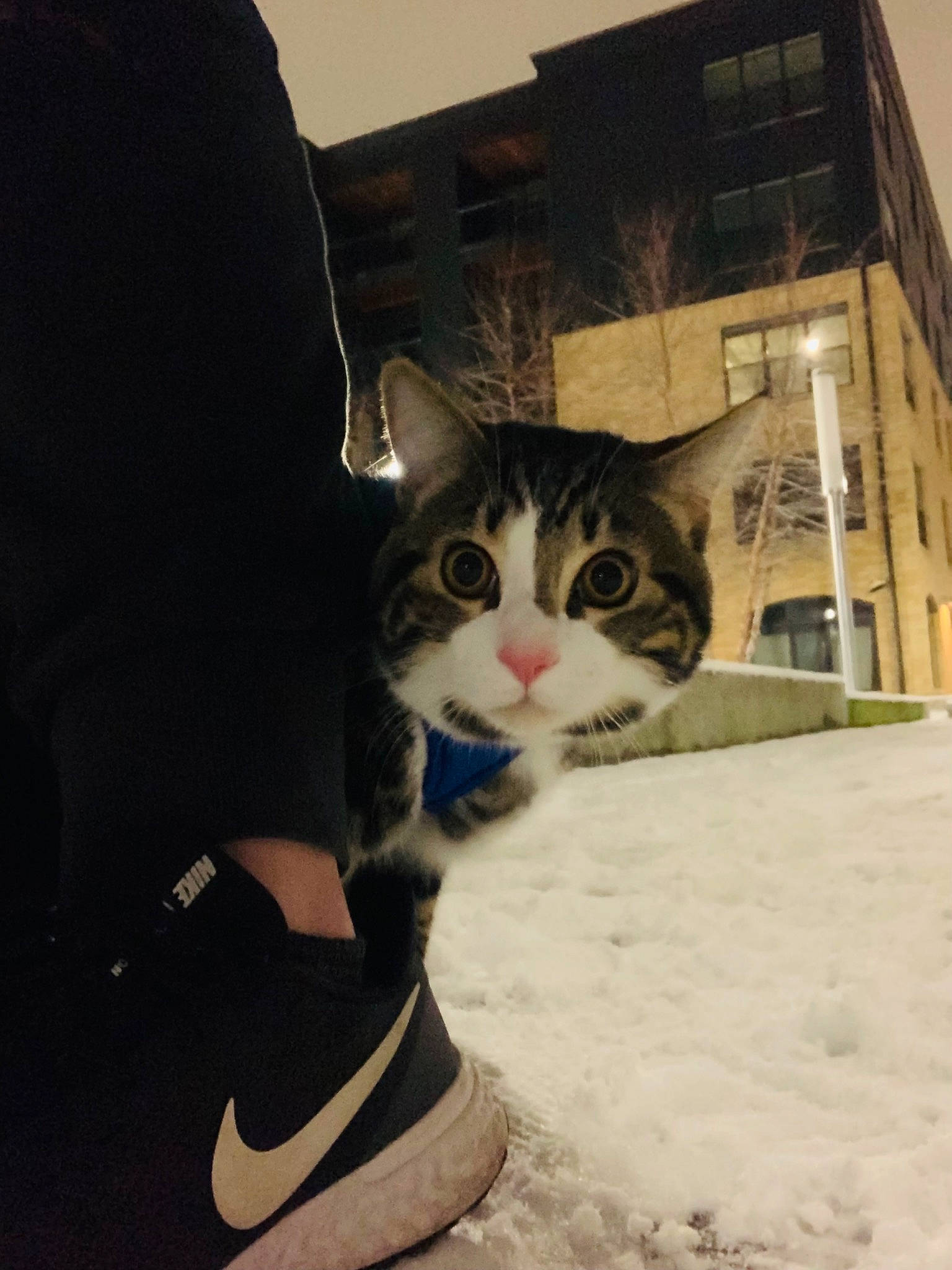 Jethro joined the competition — help win amazing prizes! building, carnivore, cat, domestic_short_haired_cat, door, felidae, foot, fur, house, human_leg, sky, small_to_medium_sized_cats, snout, snow, tail, thigh, tree, whiskers, window, winter