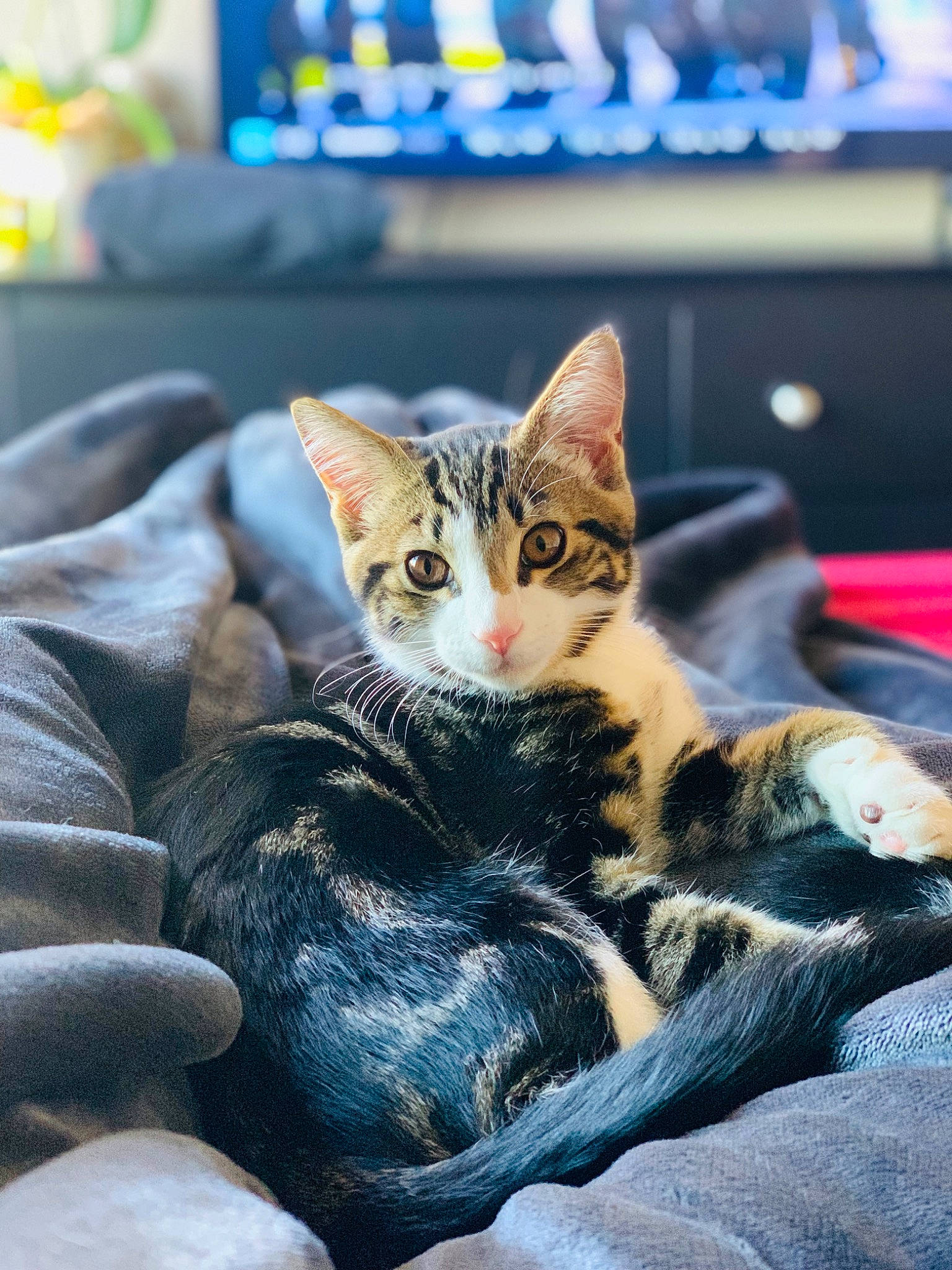 Jethro is registered to the contest to win money with this photo: blue, carnivore, cat, claw, comfort, couch, domestic_short_haired_cat, felidae, fur, paw, sitting, small_to_medium_sized_cats, snout, terrestrial_animal, tree, whiskers, wildlife