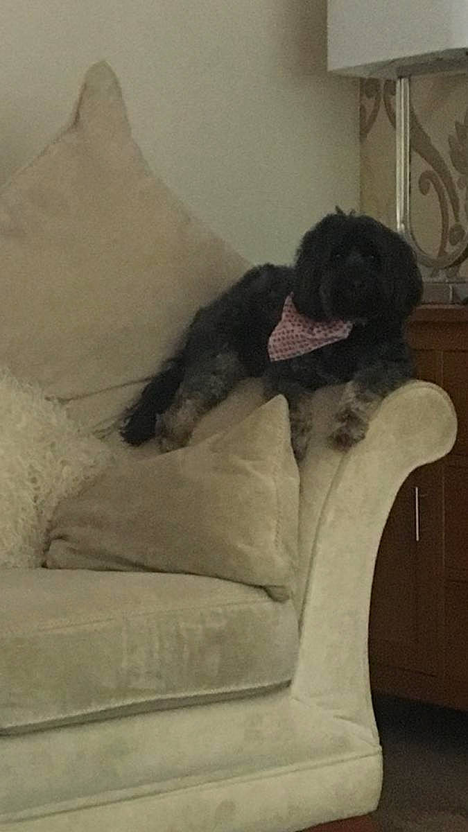 Willow is registered to the contest to win money with this photo: art, carnivore, chair, comfort, companion_dog, couch, dress, floor, flooring, grey, human_leg, linens, living_room, mammal, painting, studio_couch, thigh, tints_and_shades, vertebrate, wood