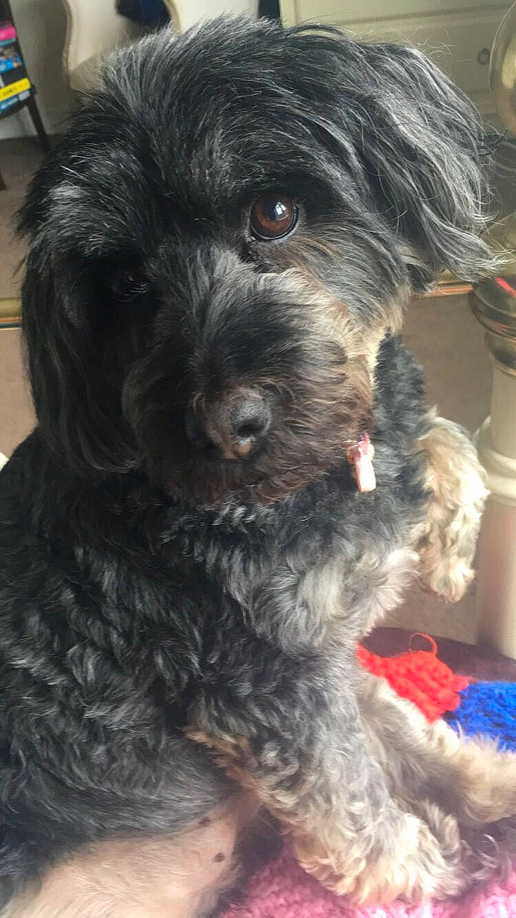 Willow joined the competition — help win amazing prizes! canidae, carnivore, cockapoo, companion_dog, dog, dog_breed, dog_collar, fur, liver, maltepoo, poodle_crossbreed, shih_poo, small_terrier, snout, sporting_group, terrier, toy_dog, water_dog, working_animal, yorkipoo