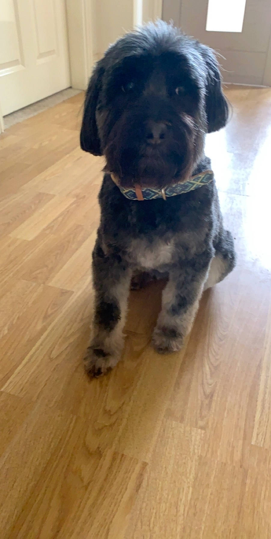 Willow joined the competition — help win amazing prizes! borador, canidae, carnivore, collar, companion_dog, dog, dog_breed, flooring, fur, hardwood, laminate_flooring, liver, plank, snout, terrestrial_animal, varnish, wood, wood_flooring, wood_stain, working_animal