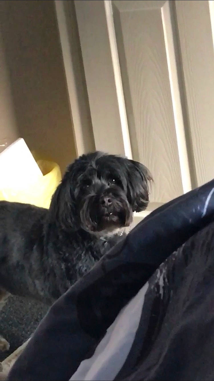 Willow is registered to the contest to win money with this photo: borador, canidae, carnivore, comfort, companion_dog, darkness, dog, dog_breed, fur, guard_dog, non_sporting_group, room, snout, sporting_group, tints_and_shades, whiskers, working_animal