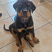 Poomba a rejoint le concours — aidez-le/la à gagner de superbes lots ! rottweiler, puppy, dog, wet, floor, tile, indoor, pet, animal, cute, sitting, looking_up, black_and_tan, paw, fur, young, canine, domestic, foot, human