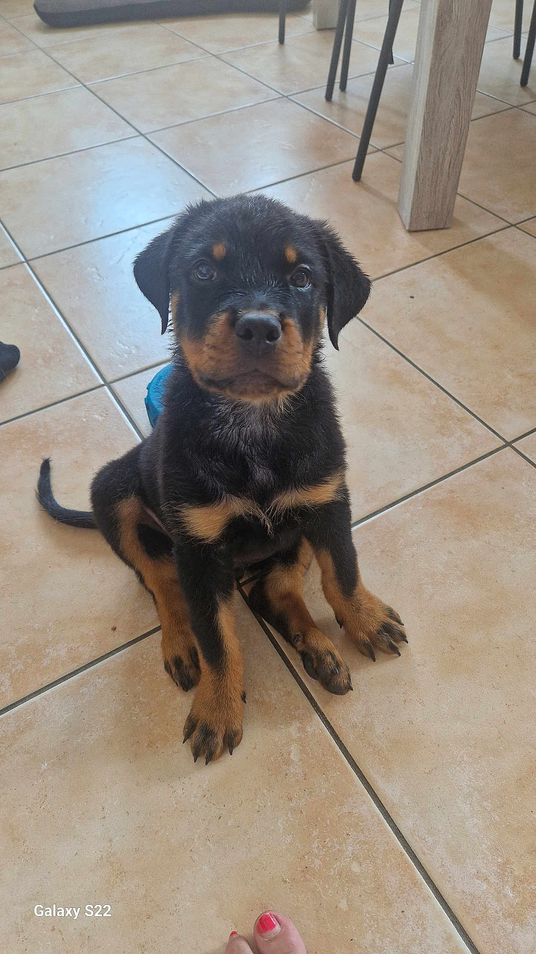Poomba a rejoint le concours — aidez-le/la à gagner de superbes lots ! rottweiler, puppy, dog, wet, floor, tile, indoor, pet, animal, cute, sitting, looking_up, black_and_tan, paw, fur, young, canine, domestic, foot, human