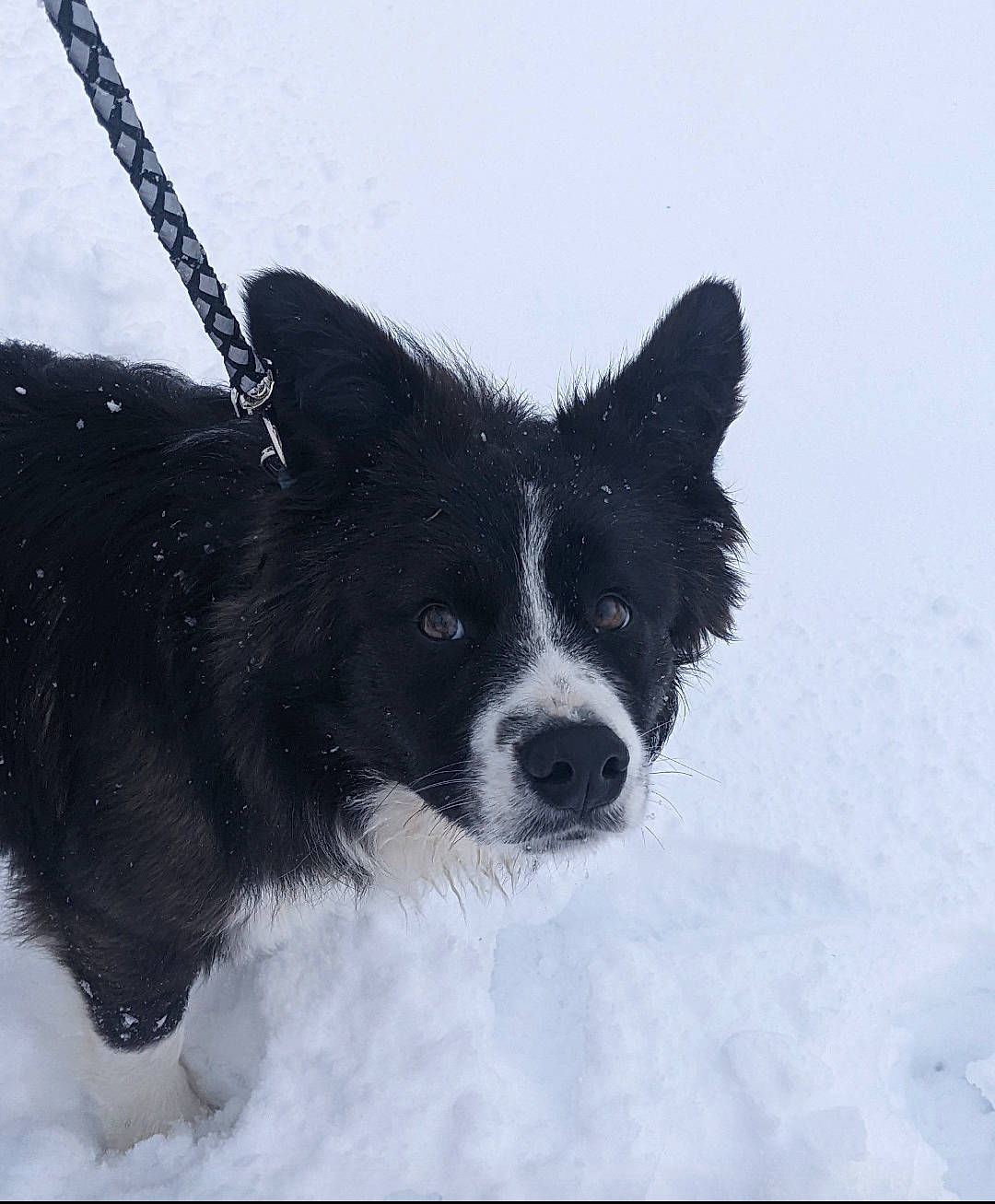 Lochnees Monster is registered to the contest to win money with this photo: canidae, carnivore, collar, companion_dog, dog, dog_breed, dog_collar, dog_supply, freezing, fur, herding_dog, liquid, snout, snow, sporting_group, toy_dog, whiskers, winter, working_animal, working_dog