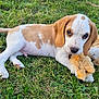 Apple participe au concours pour gagner de l'argent avec cette photo : puppy, dog, grass, toy, stuffed_animal, brown_and_white, cute, pet, outdoor, young_dog, animal, playful, lying_down, nature, fur, ears, snout, paws, adorable, greenery