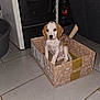 Apple a rejoint le concours — aidez-le/la à gagner de superbes lots ! puppy, dog, cardboard_box, indoor, floor, tile, brown_and_white, pet, animal, cute, sitting, young, domestic, household, appliance, furniture, curious, small, box, canine