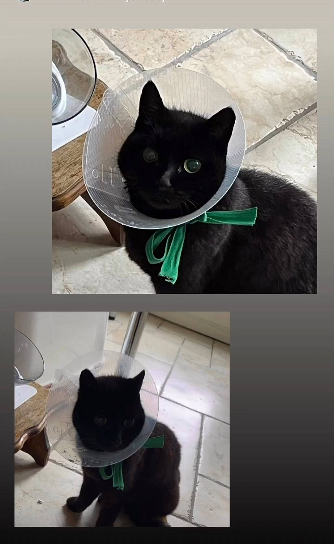 Caline participe au concours pour gagner de l'argent avec cette photo : black, black_cat, carnivore, cat, comfort, domestic_short_haired_cat, felidae, fur, green, grey, mammal, photograph, plant, small_to_medium_sized_cats, snapshot, snout, tail, vertebrate, whiskers, white