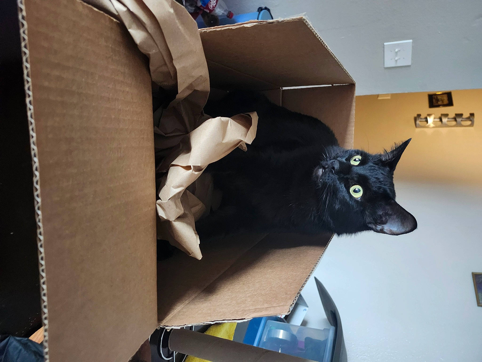 Honey is registered to the contest to win money with this photo: art, black_cat, box, canidae, cardboard, carnivore, carton, cat, domestic_short_haired_cat, felidae, fictional_character, fur, paper, paper_product, room, small_to_medium_sized_cats, snout, tail, whiskers, working_animal