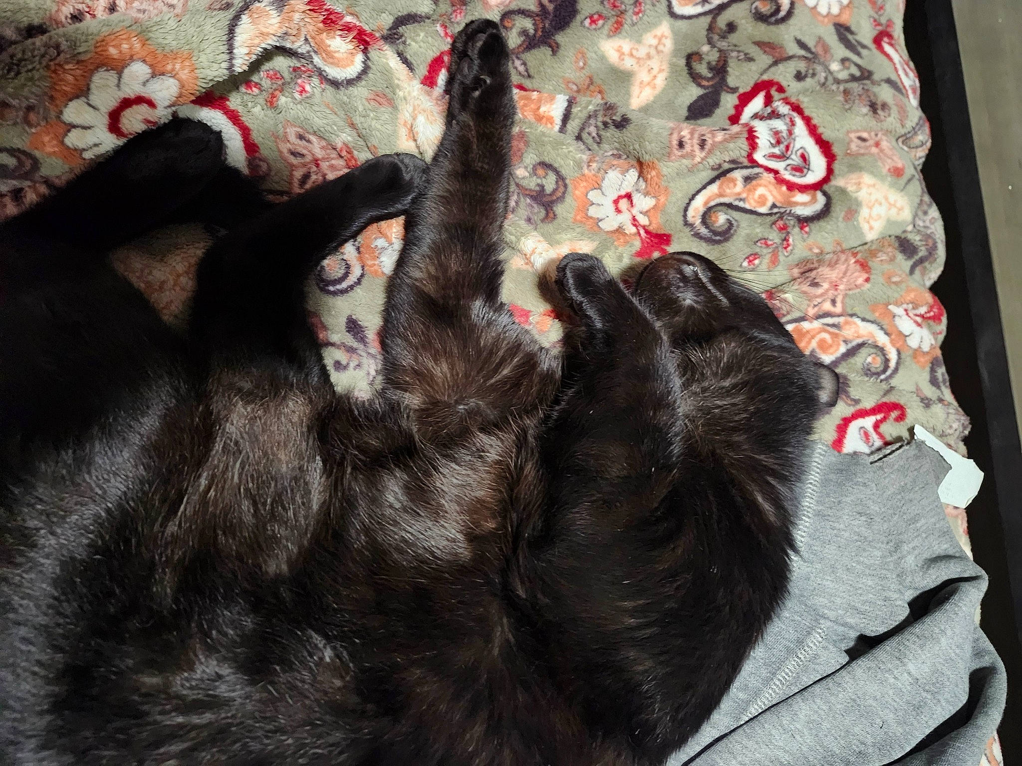 Honey joined the competition — help win amazing prizes! brown, carnivore, carpet, cat, claw, comfort, dog_breed, felidae, fur, grey, liver, mammal, natural_material, small_to_medium_sized_cats, sporting_group, tail, whiskers