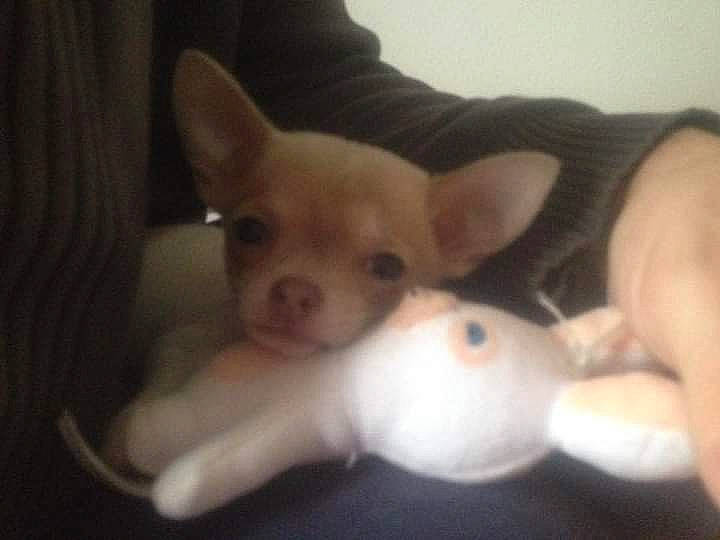 Diamant a rejoint le concours — aidez-le/la à gagner de superbes lots ! canidae, carnivore, chihuahua, comfort, companion_dog, corgi_chihuahua, dog, dog_breed, ear, fawn, fur, non_sporting_group, snout, sporting_group, tail, terrestrial_animal, toy, toy_dog, whiskers, working_animal