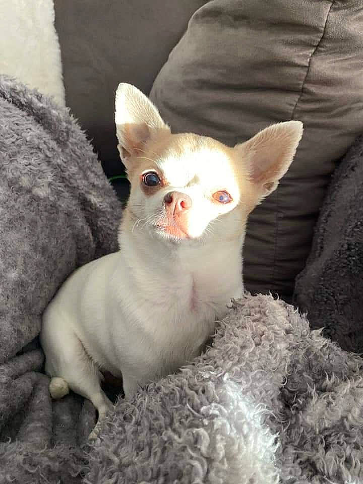 Diamant a rejoint le concours — aidez-le/la à gagner de superbes lots ! carmine, carnivore, close_up, dog_breed, donskoy, ear, fawn, felidae, fur, head, snout, terrestrial_animal, whiskers