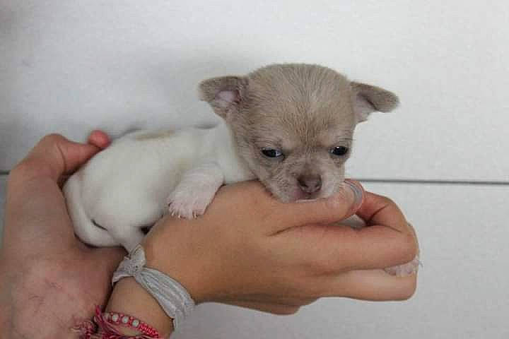 Diamant a rejoint le concours — aidez-le/la à gagner de superbes lots ! canidae, carnivore, comfort, companion_dog, dog, dog_breed, dog_supply, ear, fawn, finger, hand, jewellery, nail, paw, snout, sporting_group, terrestrial_animal, toy_dog, whiskers, working_animal