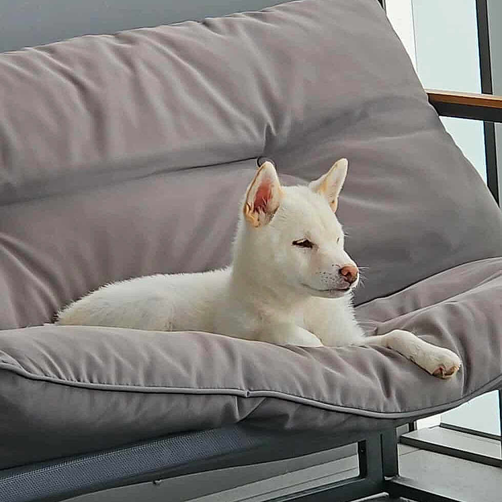 Aïko a rejoint le concours — aidez-le/la à gagner de superbes lots ! calm, chair, cozy, cushion, dog, ears, floor, furniture, home, indoor, modern, natural_light, paw, pet, quiet, relaxing, resting, snout, white_dog, window