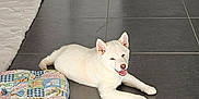 Aïko a rejoint le concours — aidez-le/la à gagner de superbes lots ! dog, white_dog, puppy, lying_down, floor, tile_floor, mat, patchwork, indoor, pet, cute, smiling, ears_up, relaxed, home, animal, companion, domestic, fur, resting