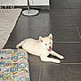dog, white_dog, puppy, lying_down, floor, tile_floor, mat, patchwork, indoor, pet, cute, smiling, ears_up, relaxed, home, animal, companion, domestic, fur, resting