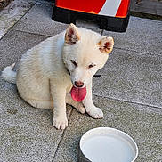 Aïko a rejoint le concours — aidez-le/la à gagner de superbes lots ! puppy, dog, white_dog, tongue_out, water_bowl, outdoor, patio, tile_floor, thirsty, pet, animal, cute, sitting, daylight, collar, canine, young_dog, drinking_water, resting, house_pet