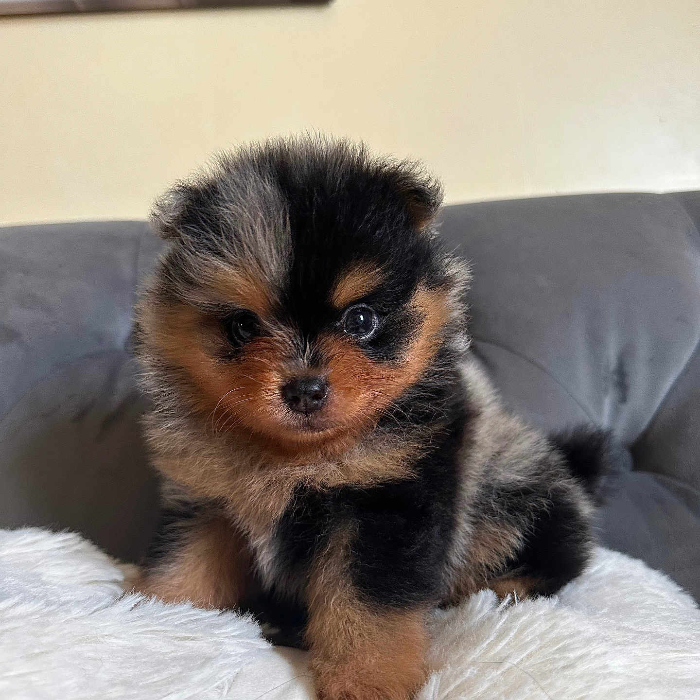 Ryuk a rejoint le concours — aidez-le/la à gagner de superbes lots ! puppy, dog, cute, fluffy, fur, indoor, pet, small, animal, sitting, white_blanket, couch, brown, black, tan, portrait, young, adorable, soft, cozy