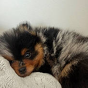Ryuk a rejoint le concours — aidez-le/la à gagner de superbes lots ! adorable, animal, black, blanket, brown, close_up, cozy, cute, dog, fluffy, fur, indoor, lying_down, pet, puppy, resting, sleepy, small, soft_texture, young