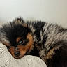adorable, animal, black, blanket, brown, close_up, cozy, cute, dog, fluffy, fur, indoor, lying_down, pet, puppy, resting, sleepy, small, soft_texture, young