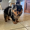 puppy, dog, small_dog, fluffy, black_and_brown, indoor, tile_floor, curious, cute, pet, animal, standing, young_dog, domestic_animal, fur, eyes, legs, home, chair, door