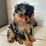 Ryuk a rejoint le concours — aidez-le/la à gagner de superbes lots ! puppy, dog, fluffy, cute, small, sitting, tile_floor, brown_fur, black_fur, tan_fur, pet, indoor, young, adorable, furry, animal, companion, fur, eyes, nose