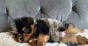 Ryuk participe au concours pour gagner de l'argent avec cette photo : adorable, animal, black_fur, blanket, brown_fur, cozy, cushion, cute, dog, fluffy, fur, indoor, lying_down, pet, puppy, resting, sleeping, small_dog, sofa, tan_fur