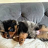 Ryuk participe au concours pour gagner de l'argent avec cette photo : puppy, dog, sleeping, fluffy, black_fur, brown_fur, tan_fur, blanket, sofa, cushion, pet, cute, cozy, resting, indoor, fur, animal, small_dog, lying_down, adorable