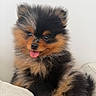 Ryuk a rejoint le concours — aidez-le/la à gagner de superbes lots ! adorable, animal, black_and_tan, blanket, cozy, cute, dog, fluffy, friendly, fur, indoors, pet, playful, pomeranian, portrait, puppy, sitting, small_dog, tongue_out, young