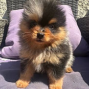 Ryuk a rejoint le concours — aidez-le/la à gagner de superbes lots ! puppy, dog, pomeranian, fluffy, cute, pet, animal, fur, small, young, cushion, purple, outdoor, sunlight, wicker, furniture, face, paws, portrait, adorable