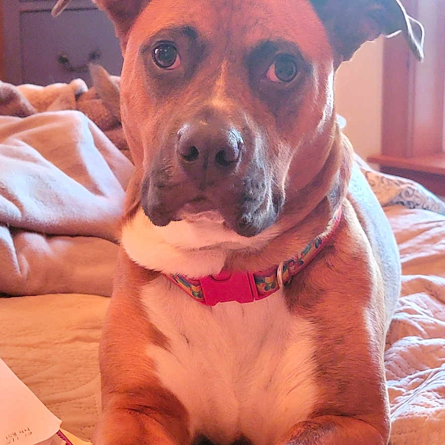 Javier joined the competition — help win amazing prizes! animal, bed, blanket, brown, canine, collar, cozy, cute, dog, domestic, fur, furniture, indoor, looking, paws, pet, portrait, relaxed, resting, white