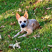 Kilo is registered to the contest to win money with this photo: dog, grass, outdoor, animal, pet, canine, leaf, nature, sunlight, lying_down, ears, fur, green, fall, autumn, small_dog, alert, ground, daytime, park
