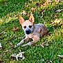 dog, grass, outdoor, animal, pet, canine, leaf, nature, sunlight, lying_down, ears, fur, green, fall, autumn, small_dog, alert, ground, daytime, park