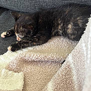Melanie Rose is registered to the contest to win money with this photo: kitten, cat, sleeping, tortoiseshell, furry, pet, animal, blanket, soft, couch, cozy, indoor, resting, paw, fur, cute, domestic, relaxation, nap, young