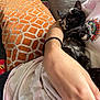 Melanie Rose joined the competition — help win amazing prizes! kitten, cat, sleeping, couch, arm, person, pillow, orange, pattern, tortoiseshell, resting, indoor, cute, feline, pet, relaxing, fur, hand, comfort, cozy