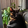 Melanie Rose joined the competition — help win amazing prizes! cat, kitten, tortoiseshell, couch, sofa, indoor, houseplant, monstera, sunlight, shadow, relaxing, sleeping, pet, cozy, furniture, domestic, window, greenery, warm_light, quiet