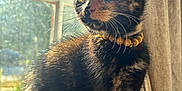 Melanie Rose joined the competition — help win amazing prizes! kitten, cat, tortoiseshell, beaded_collar, sunlight, window, curtain, indoor, pet, feline, whiskers, fur, young_cat, portrait, curious, sitting, blanket, pattern, domestic_animal, closeup