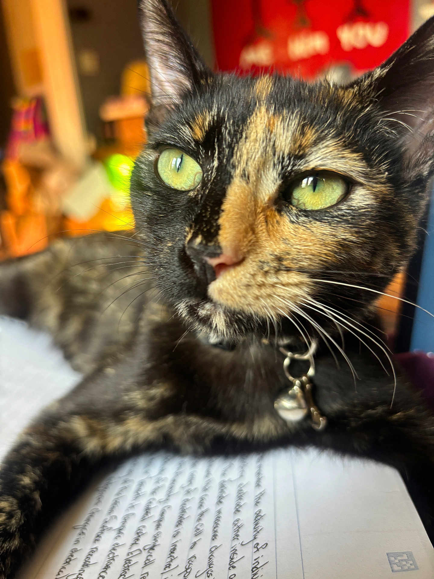 Melanie Rose is registered to the contest to win money with this photo: cat, tortoiseshell, close_up, green_eyes, pet, indoor, collar, bell, handwritten, notebook, fur, whiskers, relaxed, cute, animal, domestic, focus, portrait, face, background_blur