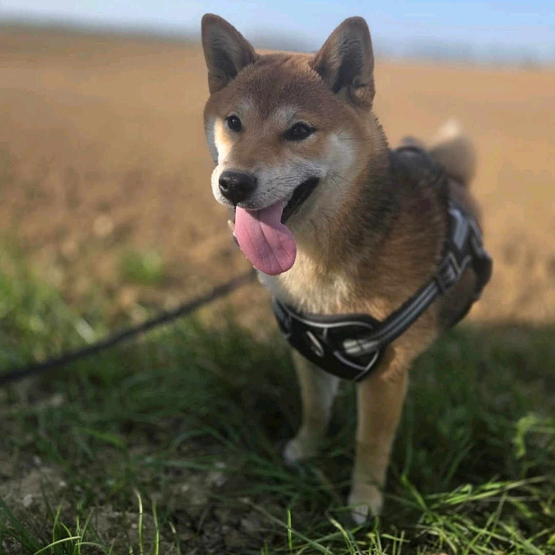 Kiara participe au concours pour gagner de l'argent avec cette photo : accessories, animal, canine, dog, field, fox, grass, harness, husky, kitfox, leash, nature, outdoors, person, pet, plant, puppy, soil, strap, walkingdog