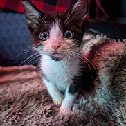 Toby Toebeans joined the competition — help win amazing prizes! kitten, cat, black_and_white, wide_eyes, fur, whiskers, ears, blanket, cozy, texture, indoor, close_up, pet, animal, curious, young, soft_lighting, red_black_pattern, background, portrait