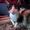 kitten, cat, black_and_white, wide_eyes, fur, whiskers, ears, blanket, cozy, texture, indoor, close_up, pet, animal, curious, young, soft_lighting, red_black_pattern, background, portrait