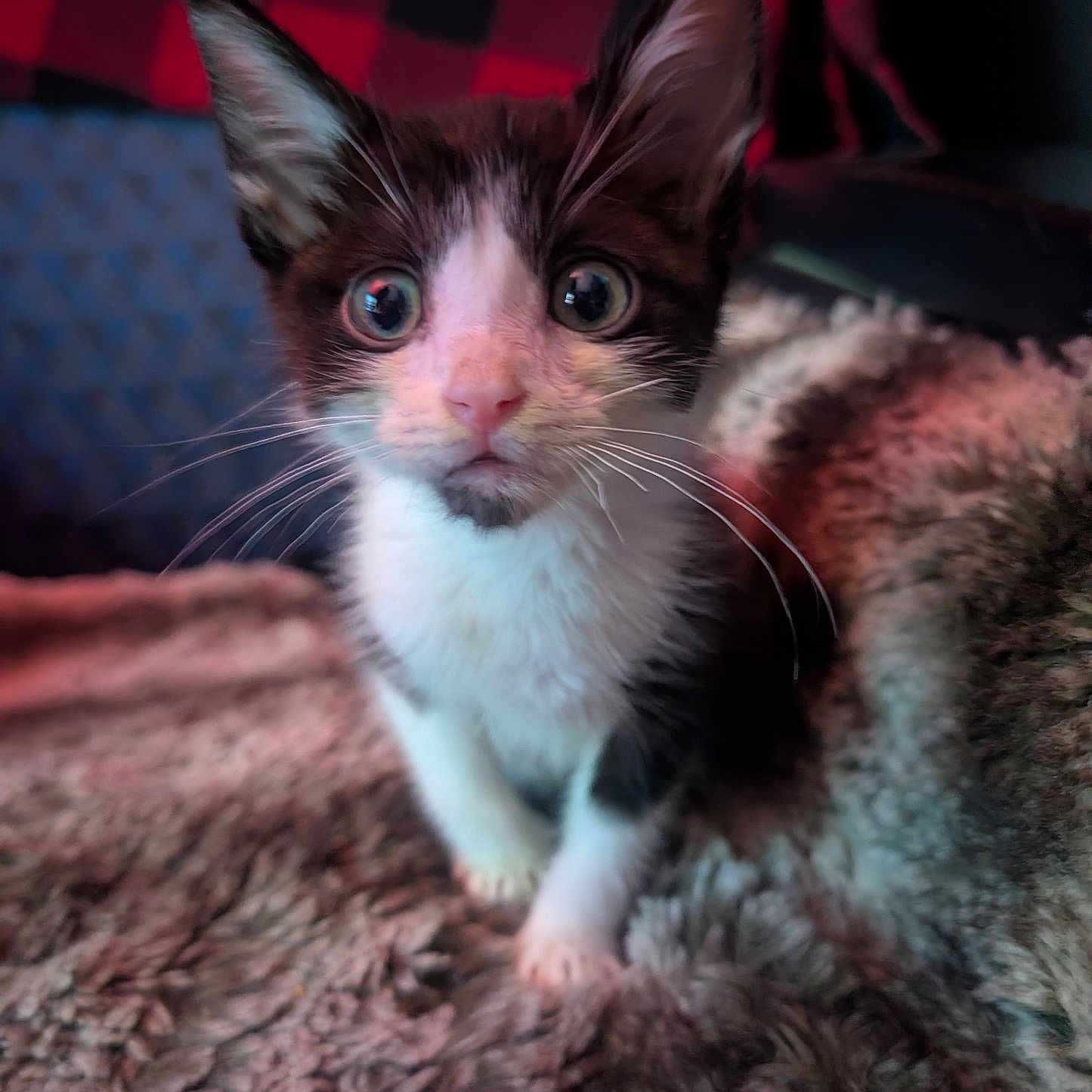 Toby Toebeans joined the competition — help win amazing prizes! kitten, cat, black_and_white, wide_eyes, fur, whiskers, ears, blanket, cozy, texture, indoor, close_up, pet, animal, curious, young, soft_lighting, red_black_pattern, background, portrait