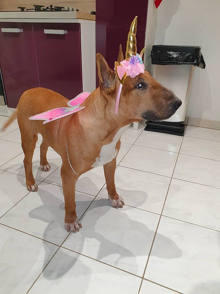 Garay a rejoint le concours — aidez-le/la à gagner de superbes lots ! bull_terrier, canidae, carnivore, cirneco_delletna, companion_dog, dog, dog_breed, ear, fawn, floor, mammal, non_sporting_group, snout, thai_ridgeback, vertebrate