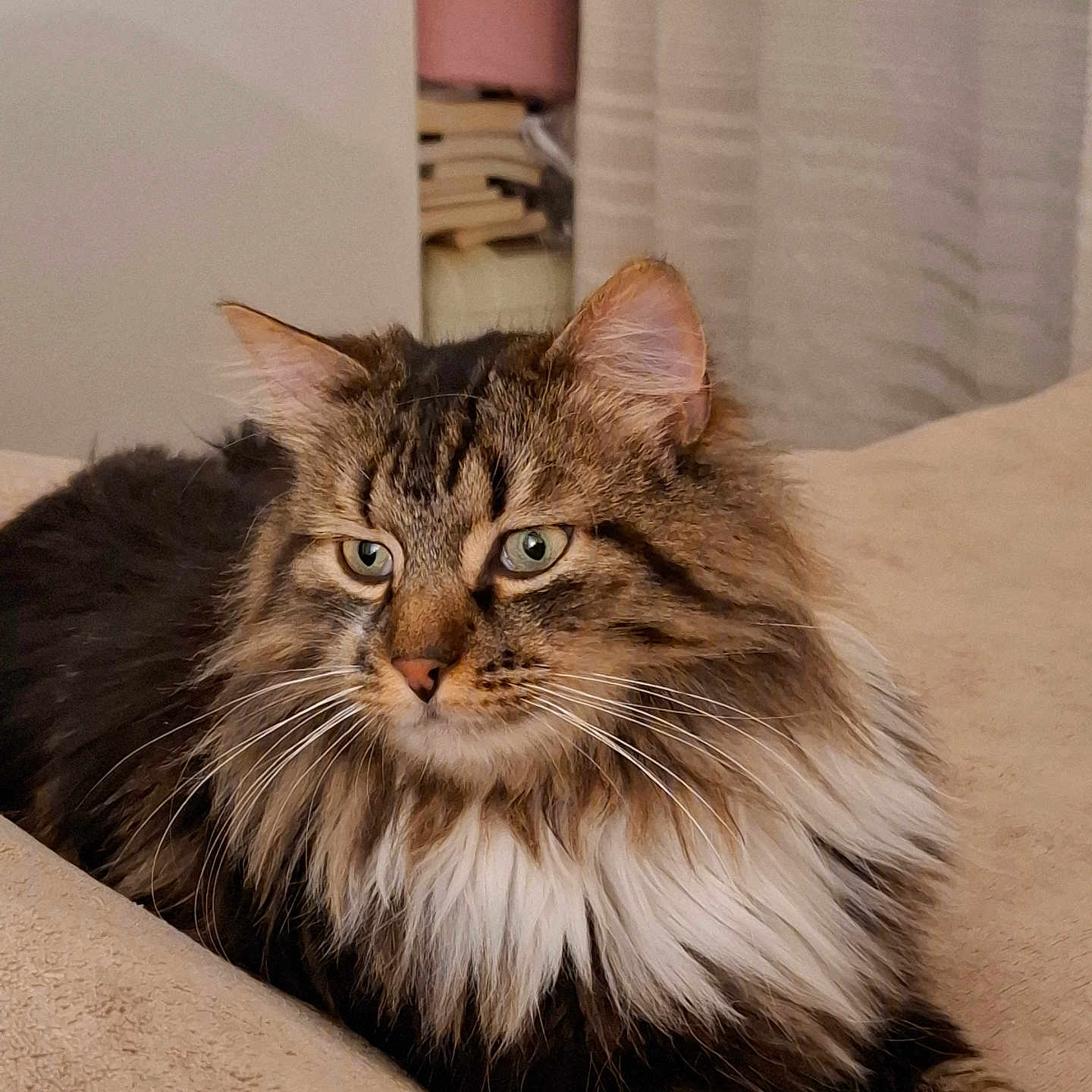 Taichi participe au concours pour gagner de l'argent avec cette photo : abyssinian, angora, animal, architecture, armchair, blanket, brasssection, building, cat, chair, couch, furniture, hardwood, indoors, kitten, livingroom, manx, pet, room, wood