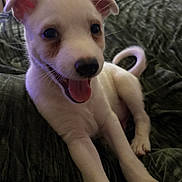 Meech joined the competition — help win amazing prizes! animal, bed, blanket, brown_patch, close_up, cute, dog, ears_up, fur, happy, indoor, paw, pet, puppy, resting, smiling, tail, tongue_out, white_fur, young_dog