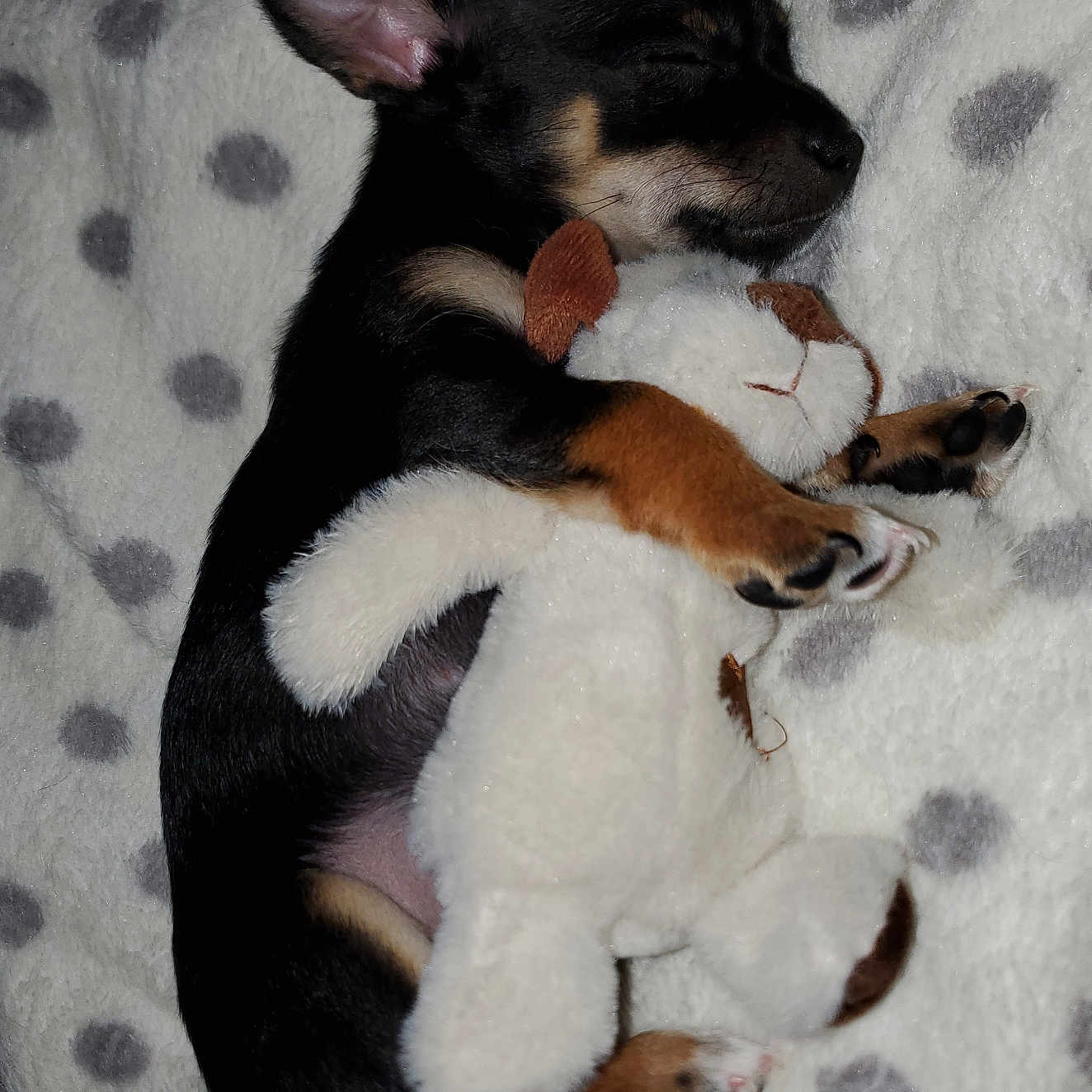 Yuna a rejoint le concours — aidez-le/la à gagner de superbes lots ! animal, appenzeller, beagle, blanket, bulldog, canine, cat, chihuahua, couch, dog, furniture, hound, husky, kitten, labradorretriever, person, pet, puppy, quilt, sleeping