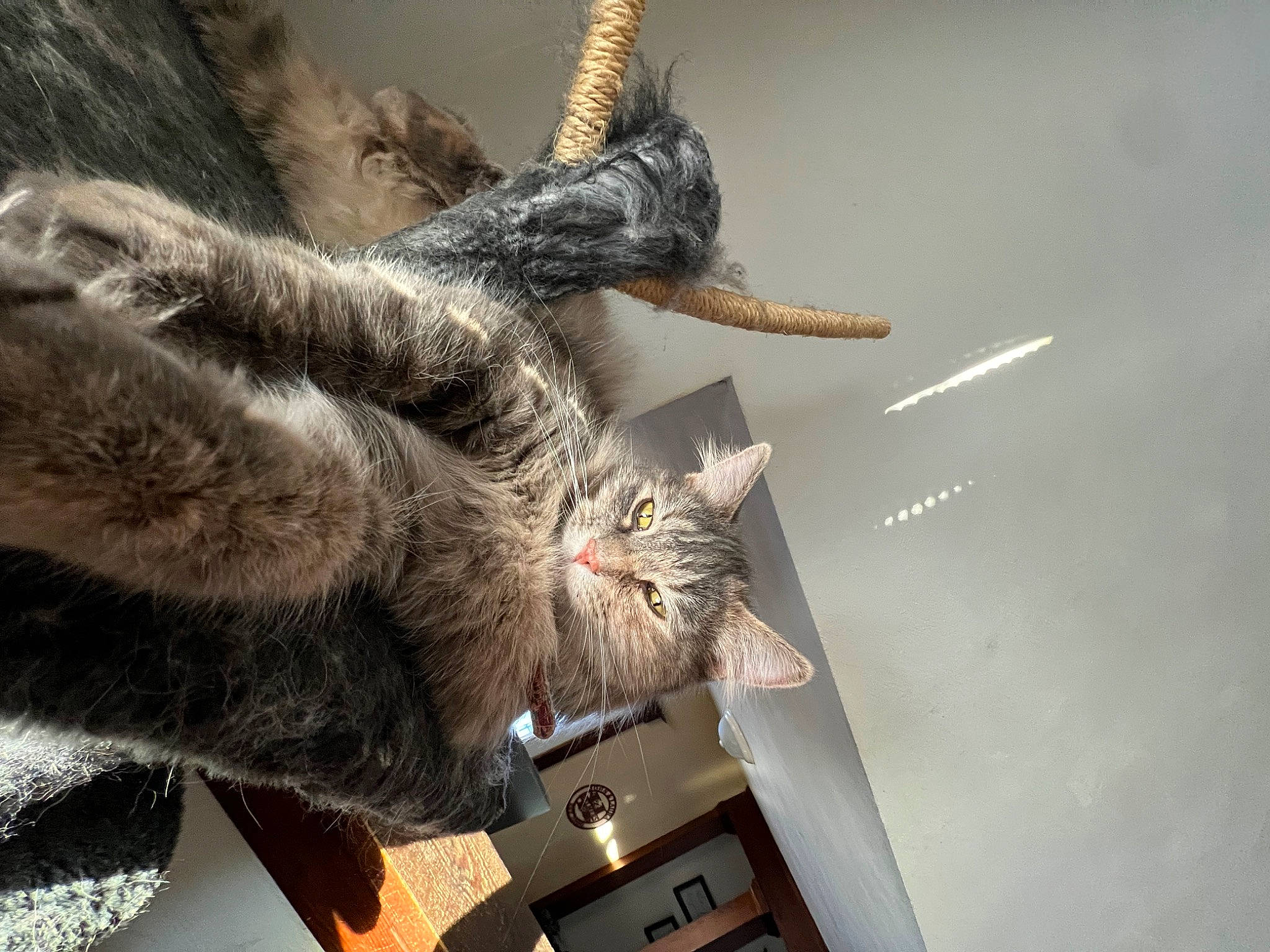 Athena is registered to the contest to win money with this photo: cat, ceiling, claw, domestic_short_haired_cat, felidae, fur, gesture, natural_material, paw, plant, small_to_medium_sized_cats, snout, tail, terrestrial_animal, tree, whiskers, wood