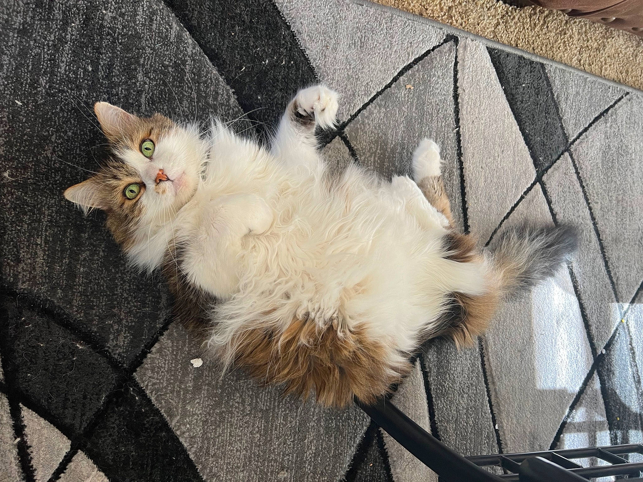 Francis joined the competition — help win amazing prizes! asphalt, canidae, carnivore, cat, claw, companion_dog, dog_breed, domestic_short_haired_cat, fawn, felidae, flooring, fur, paw, road_surface, sidewalk, small_to_medium_sized_cats, snout, tail, terrestrial_animal, whiskers